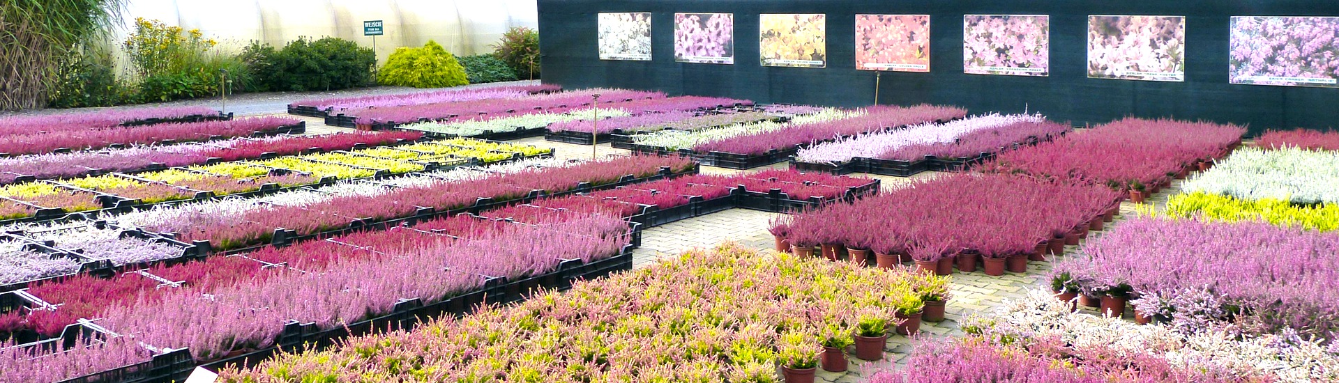 Nursery of heather plants, producer of seedlings of heather plants and Japanese azaleas - Poland