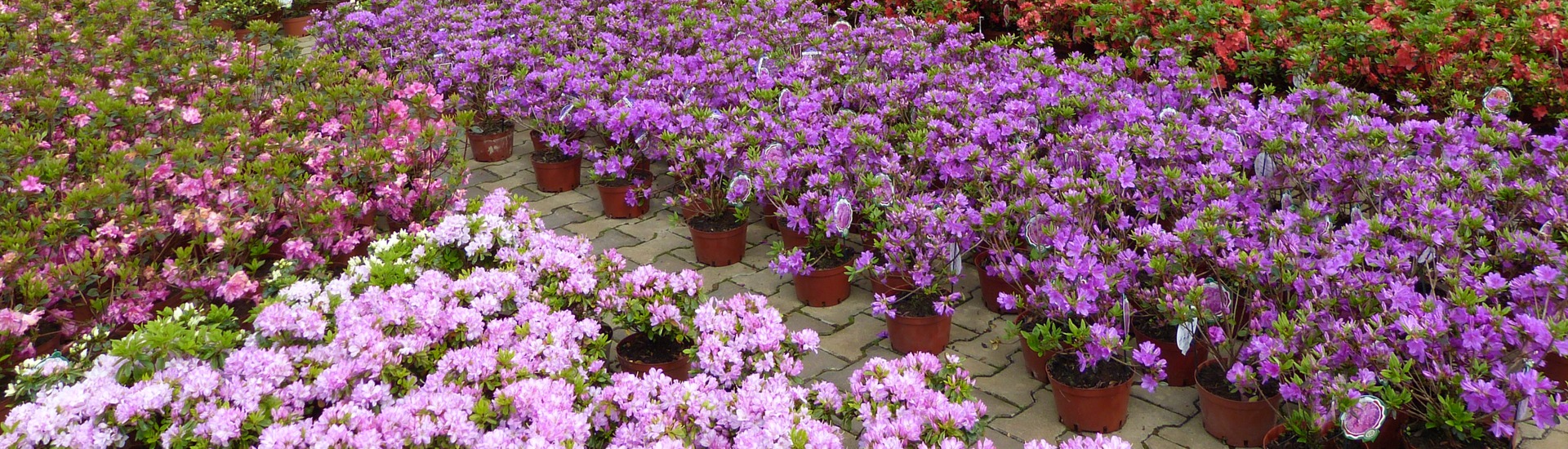 Nursery of heather plants, producer of seedlings of heather plants and Japanese azaleas - Poland